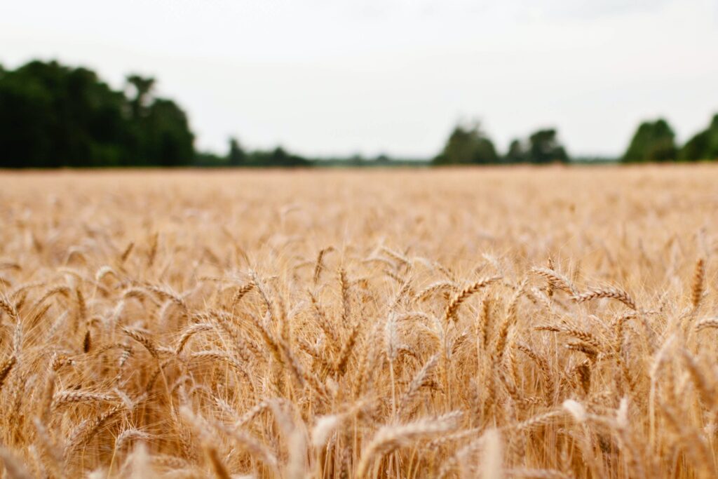 Wheat crops