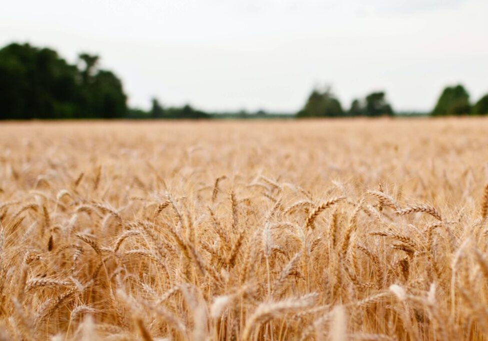 Wheat crops